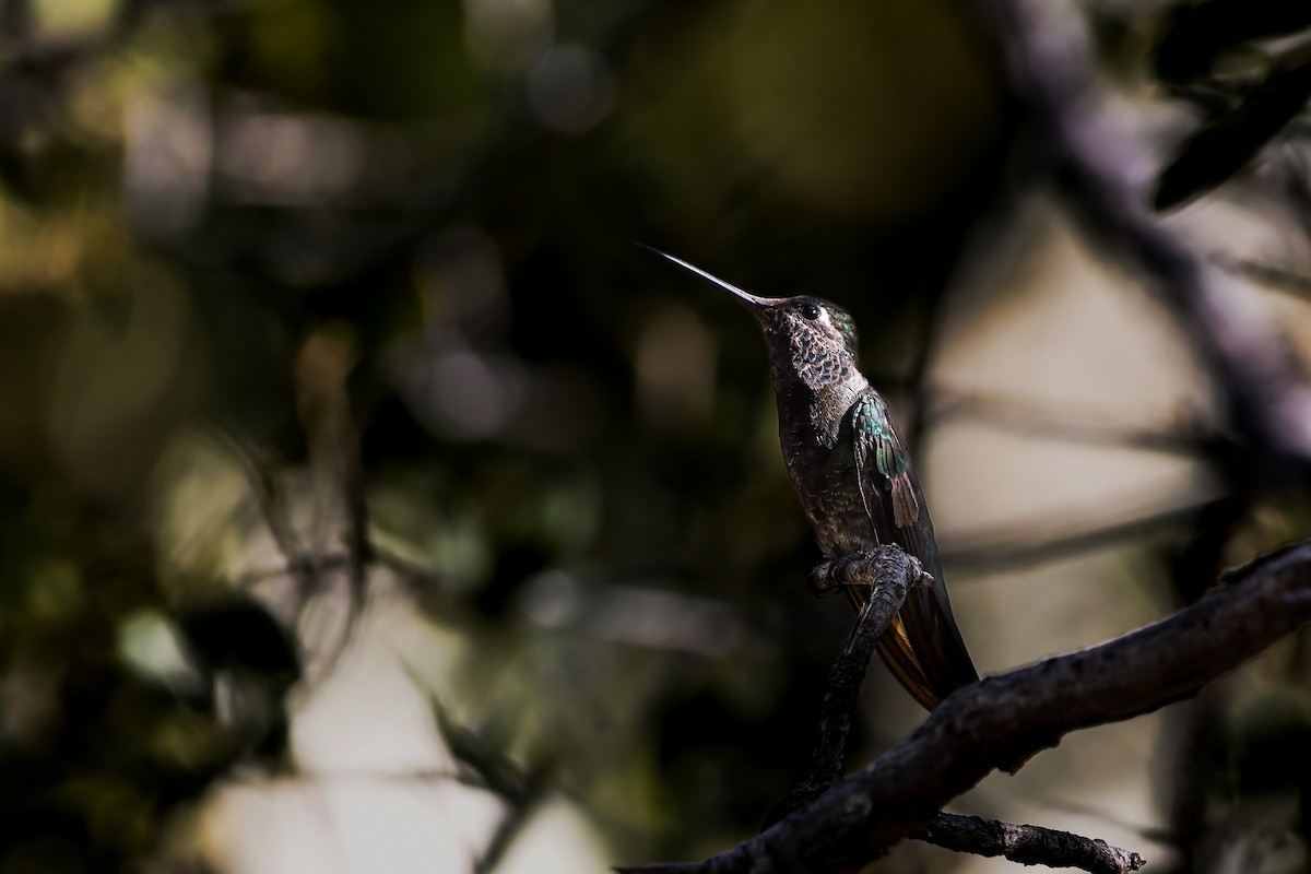 Rivoli's Hummingbird - ML642047308