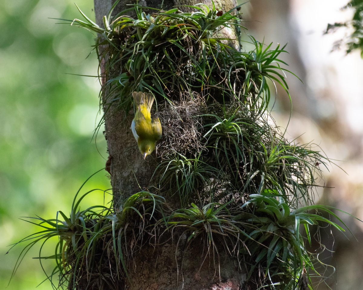 Rufous-headed Tanager - ML642047311