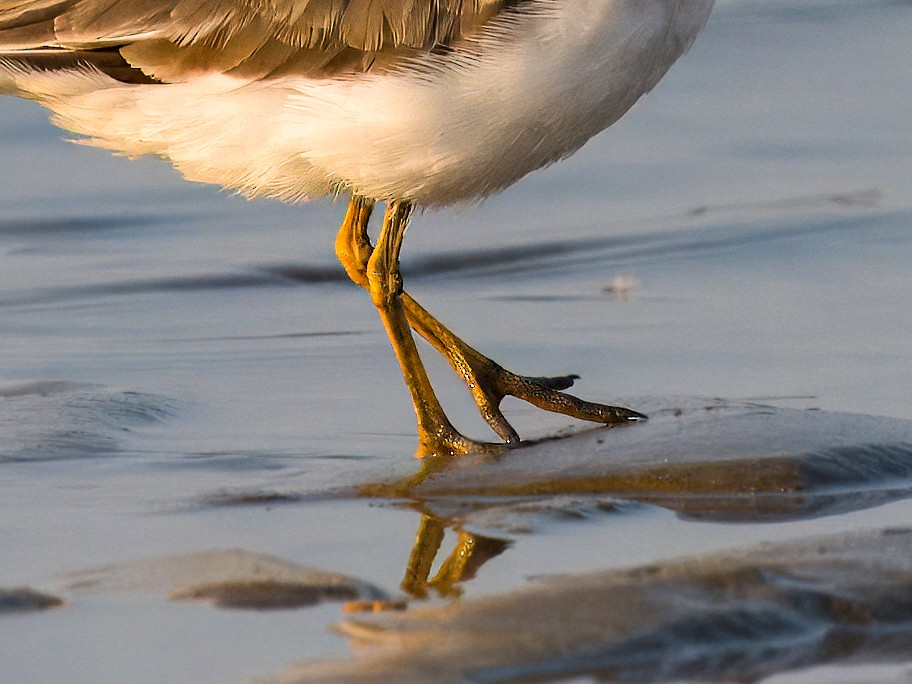 Semipalmated Plover - ML642047316