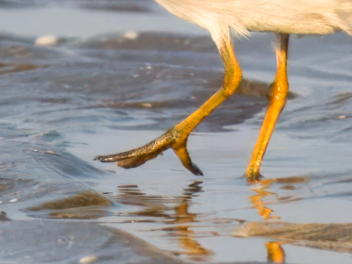 Semipalmated Plover - ML642047317