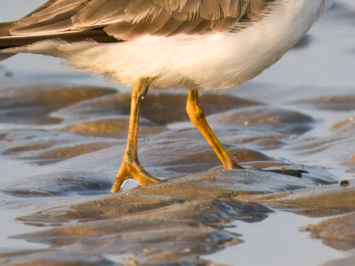 Semipalmated Plover - ML642047318