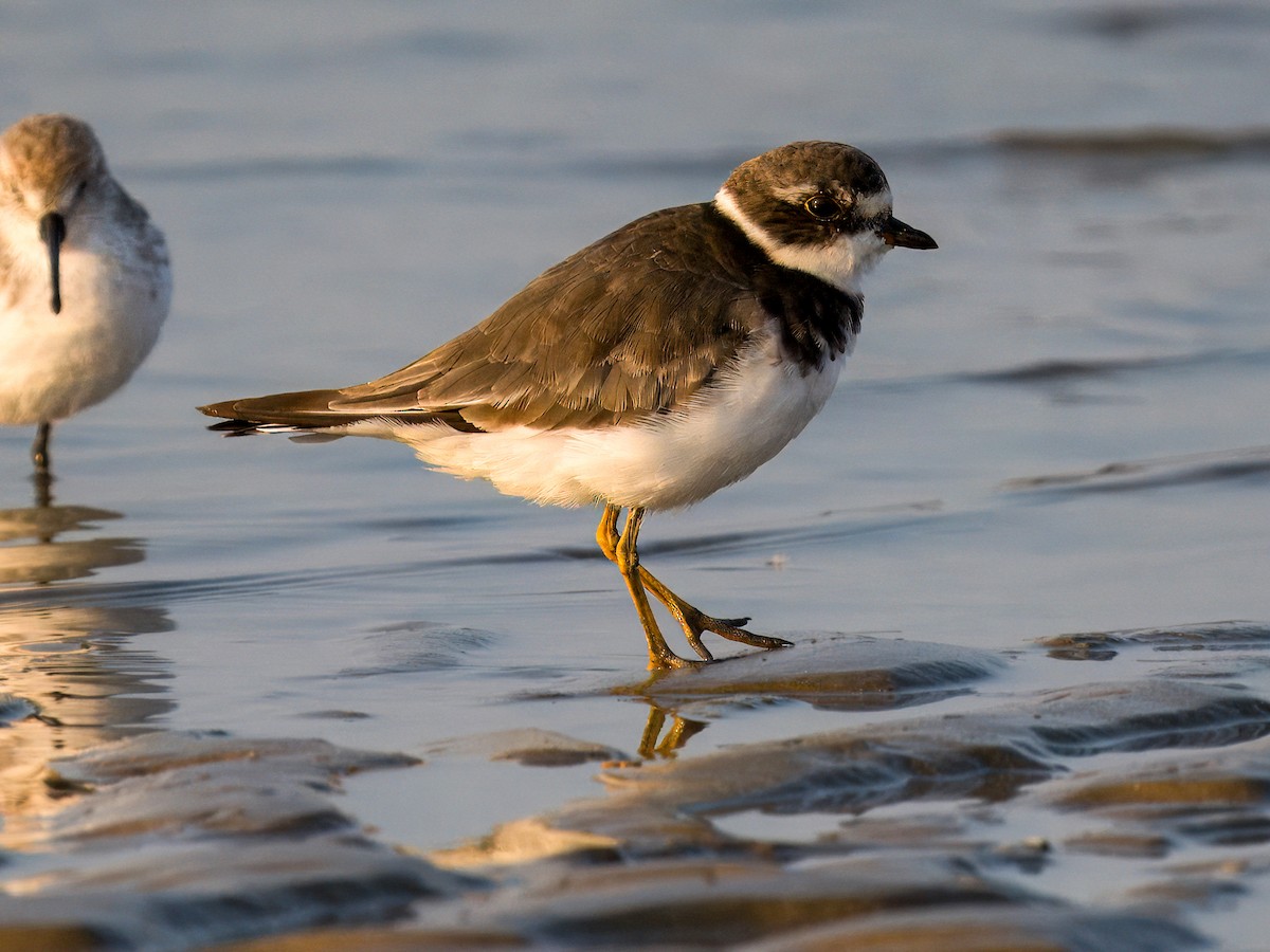 Semipalmated Plover - ML642047320