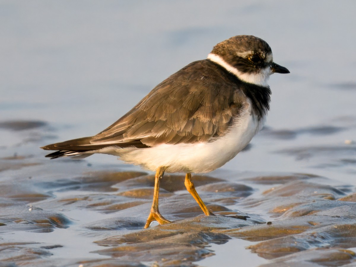 Semipalmated Plover - ML642047321