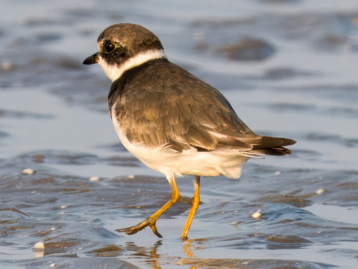 Semipalmated Plover - ML642047322