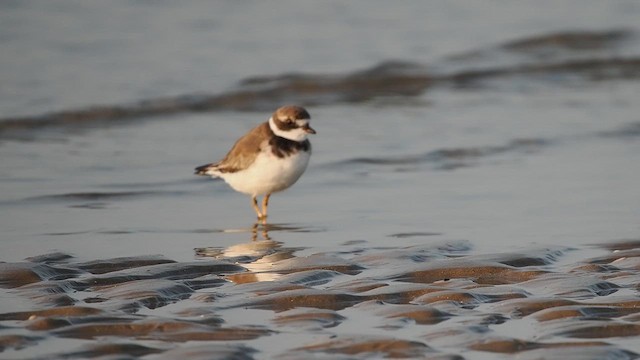 Semipalmated Plover - ML642047325