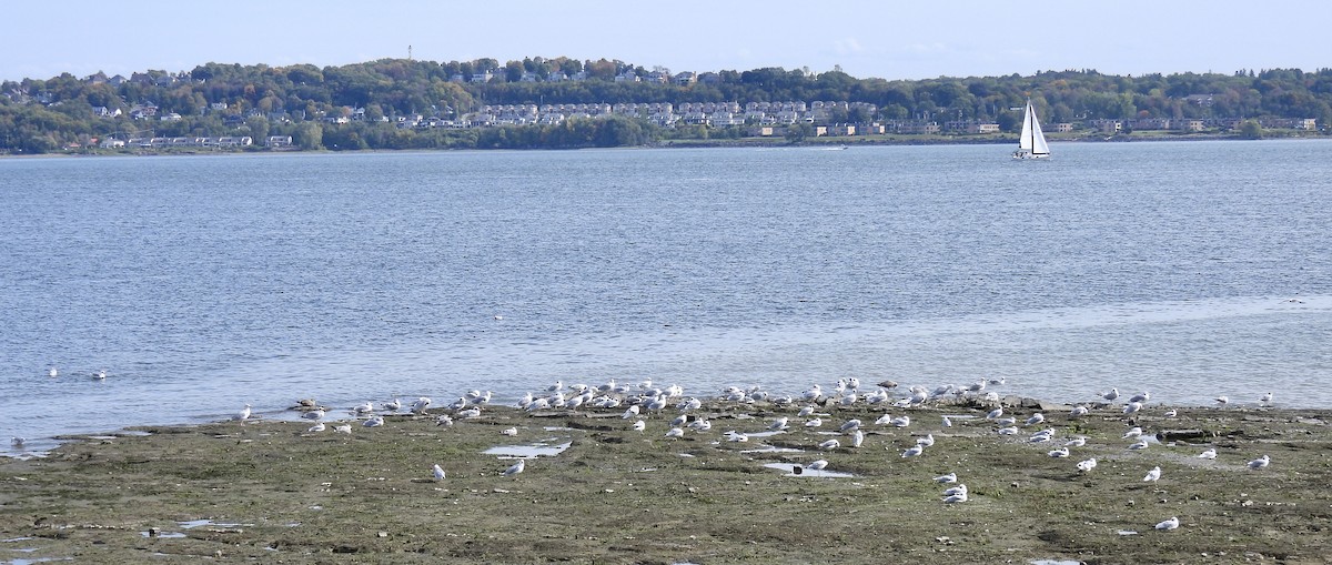 American Herring Gull - ML642047327