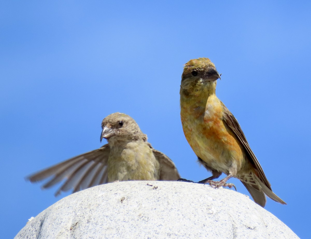 Red Crossbill - ML642047349