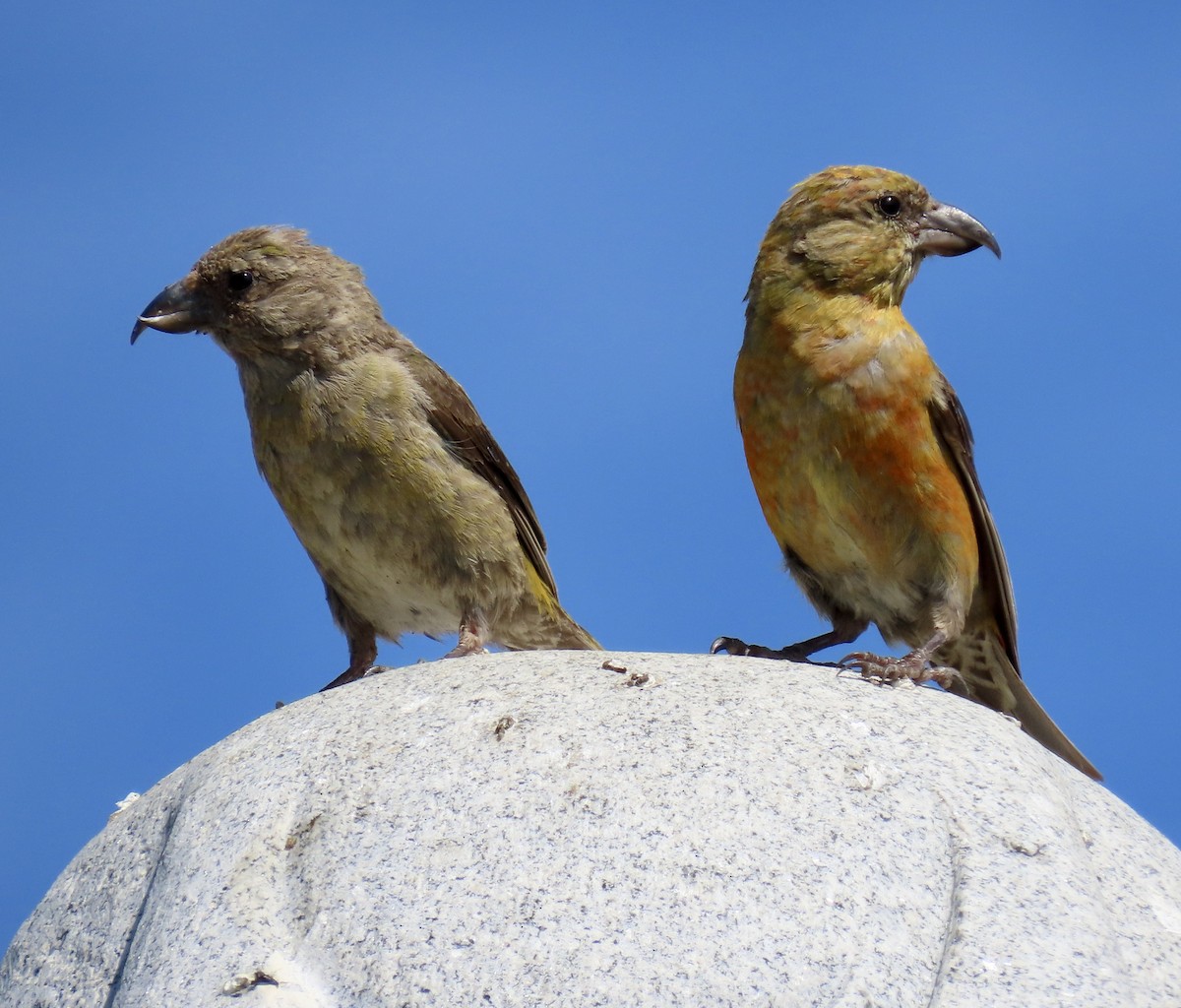 Red Crossbill - ML642047350