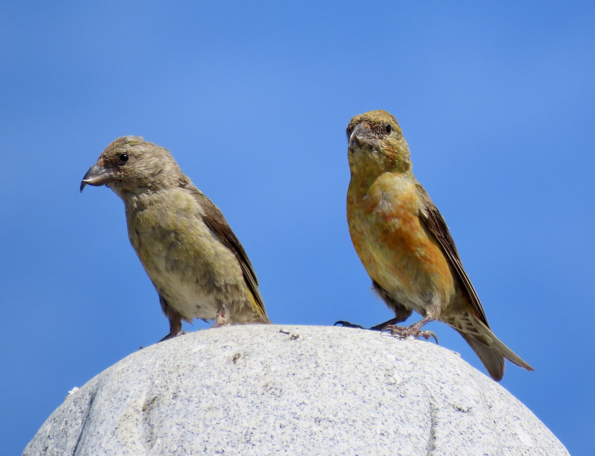 Red Crossbill - ML642047351