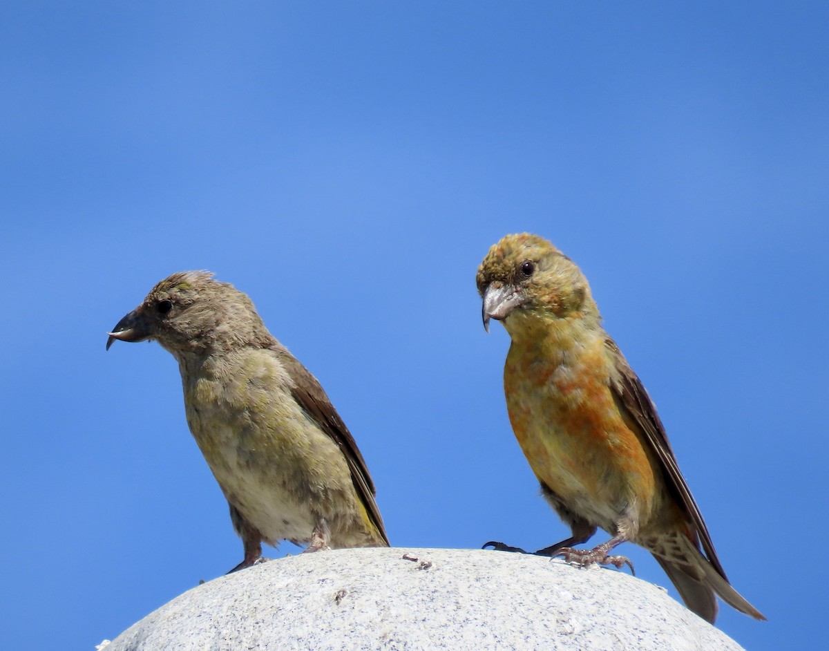 Red Crossbill - ML642047352