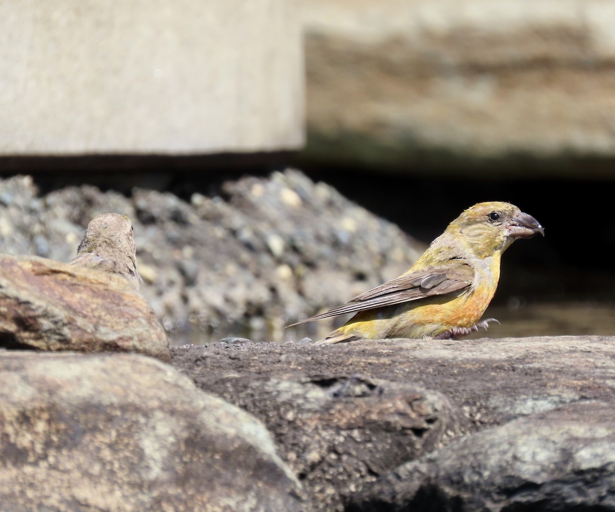 Red Crossbill - ML642047353