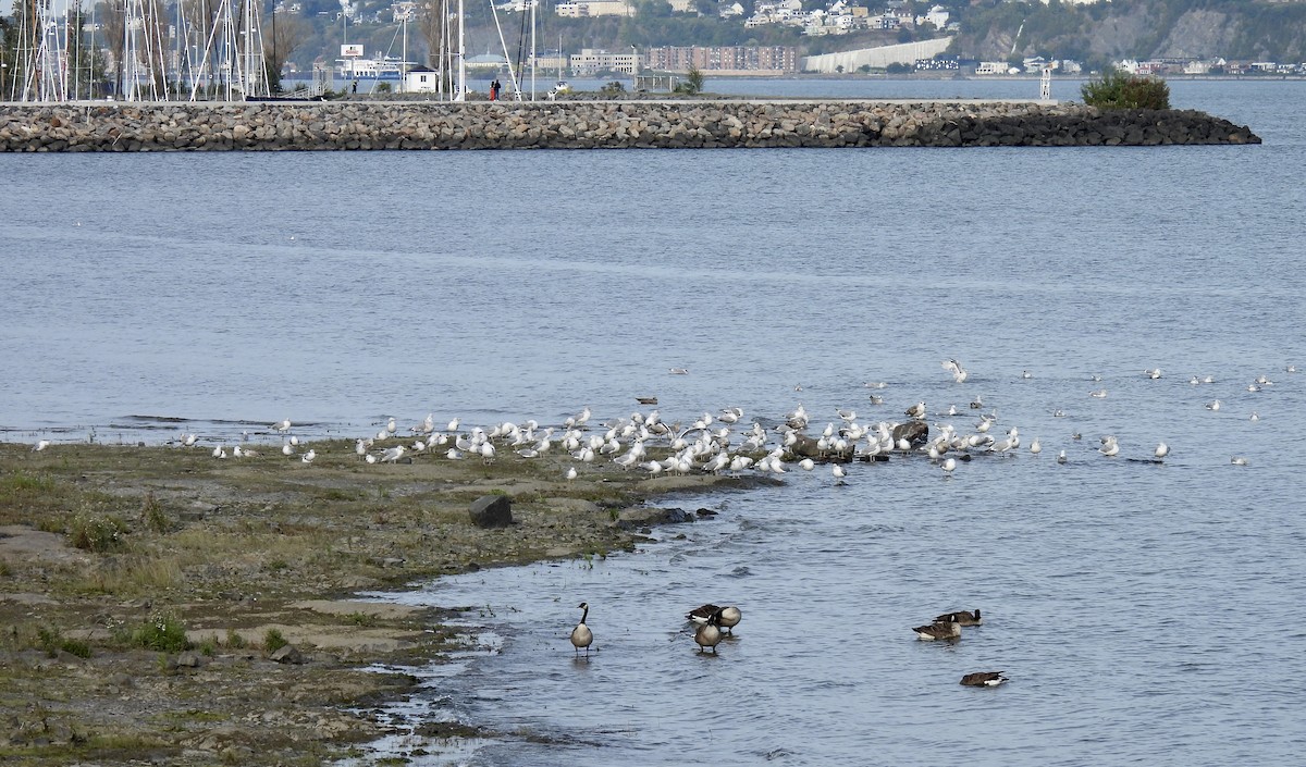 American Herring Gull - ML642047361