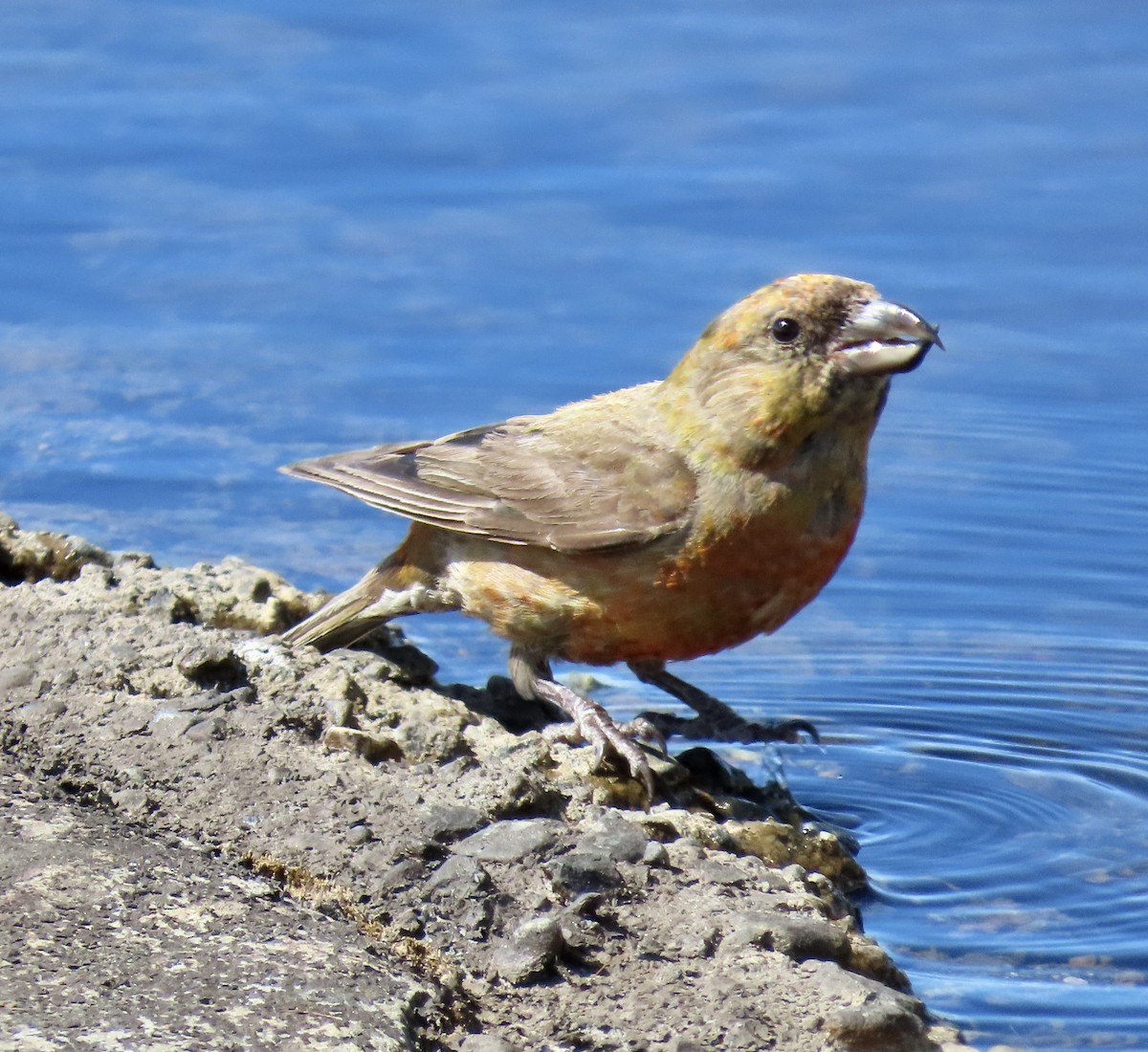 Red Crossbill - ML642047362