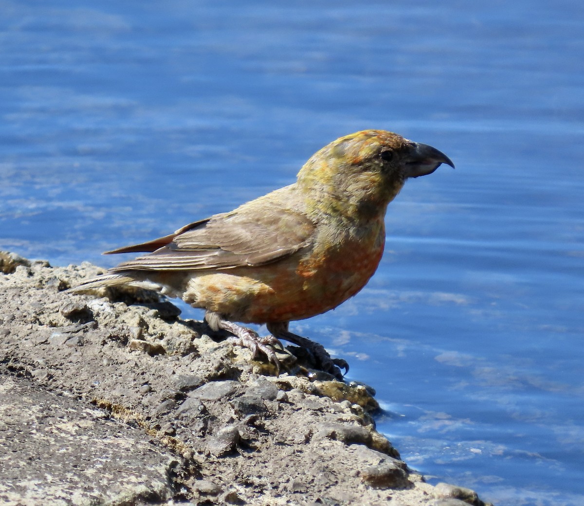 Red Crossbill - ML642047363