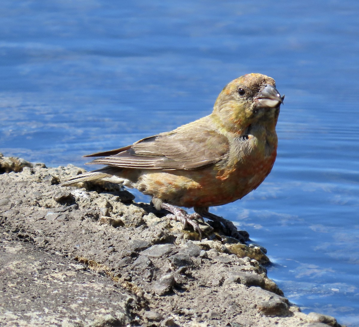 Red Crossbill - ML642047364