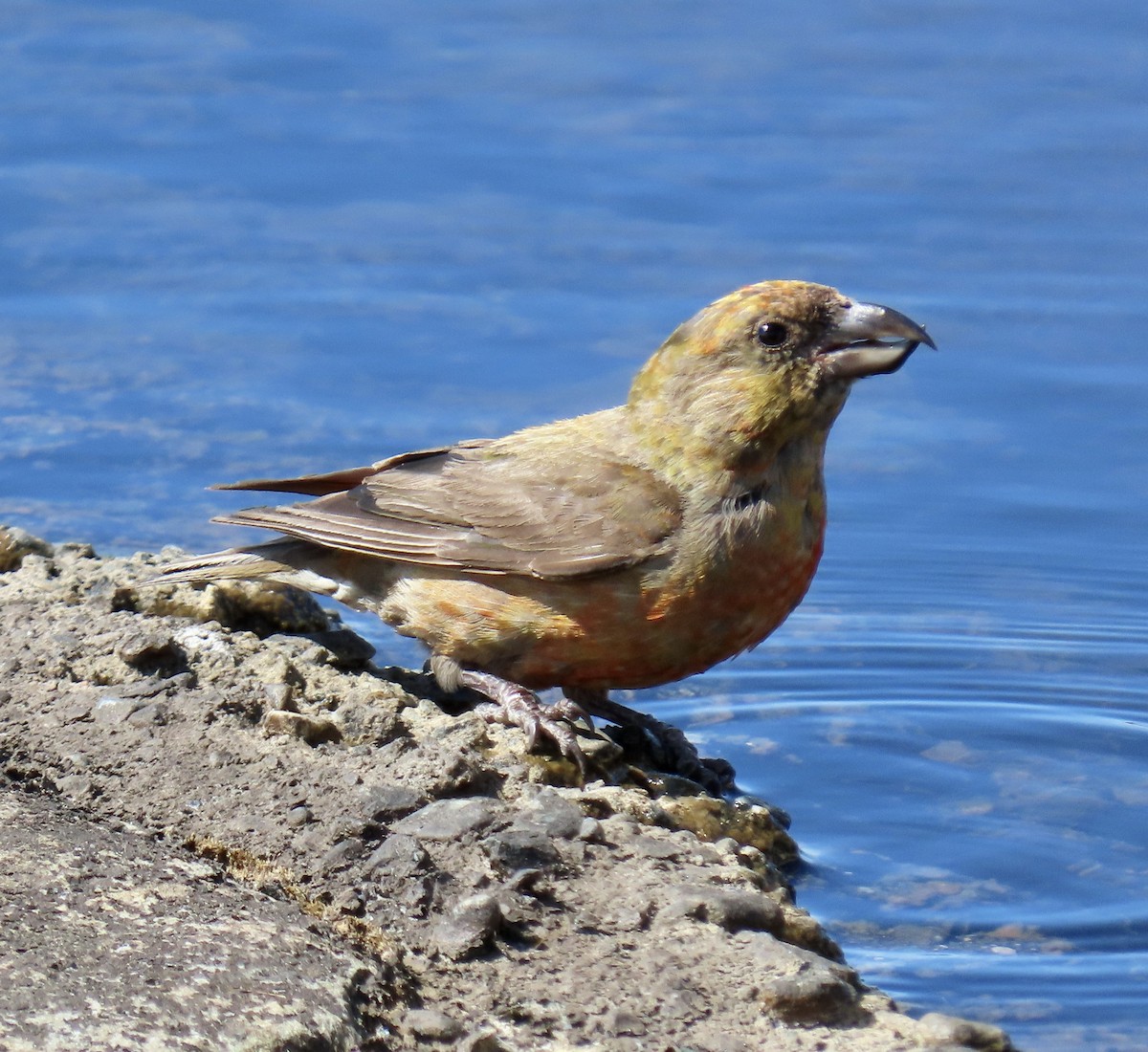 Red Crossbill - ML642047365
