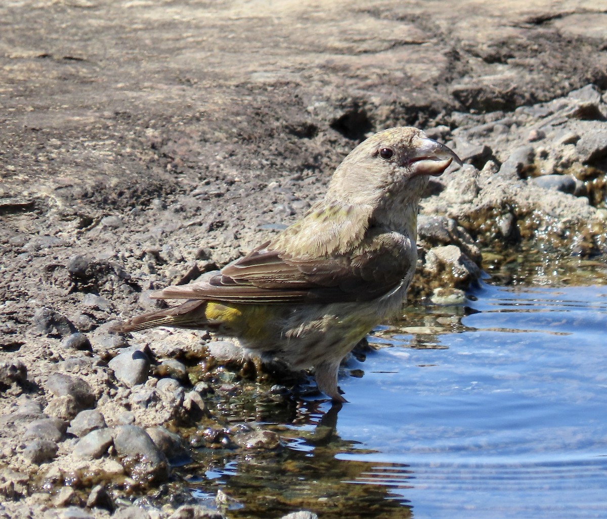 Red Crossbill - ML642047366