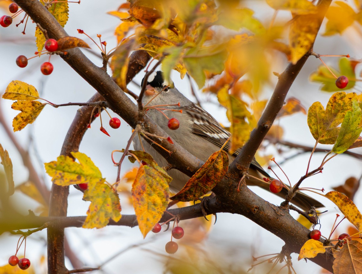 White-crowned Sparrow - ML642047373