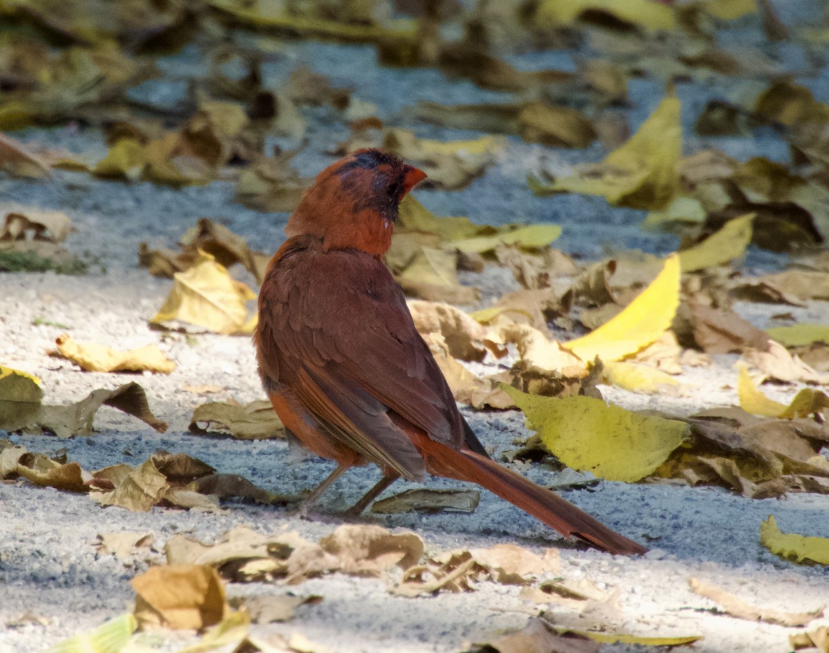 Northern Cardinal - ML642047376