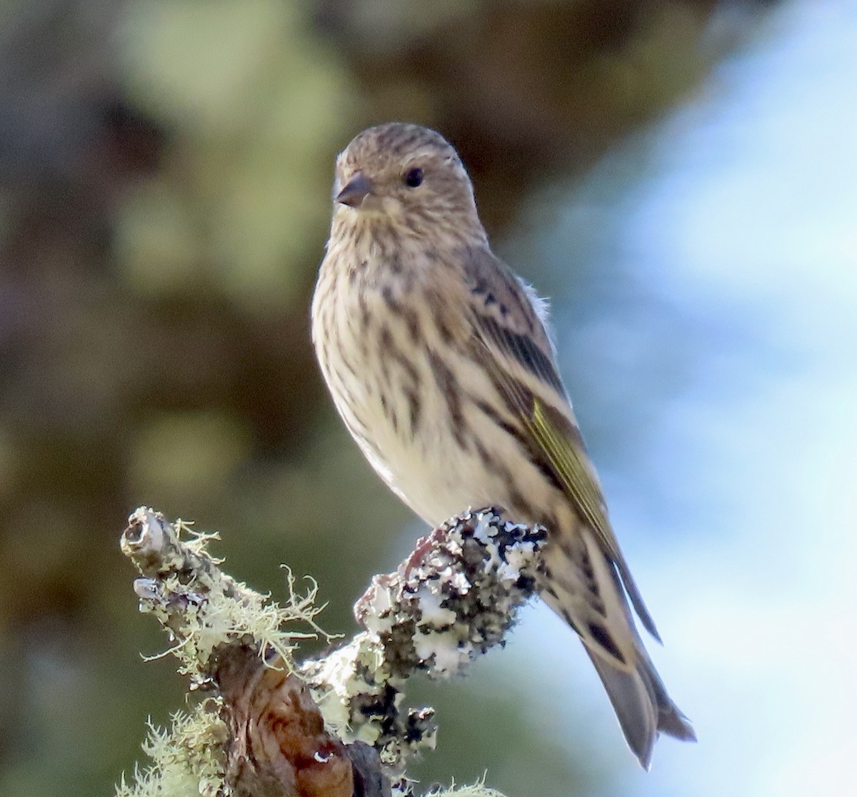 Pine Siskin - ML642047378