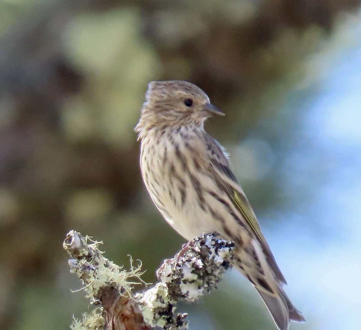 Pine Siskin - ML642047379