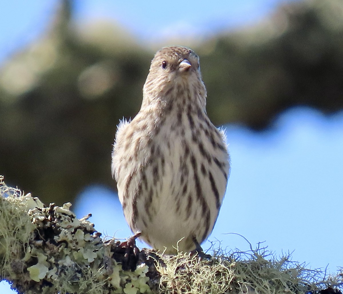 Pine Siskin - ML642047380