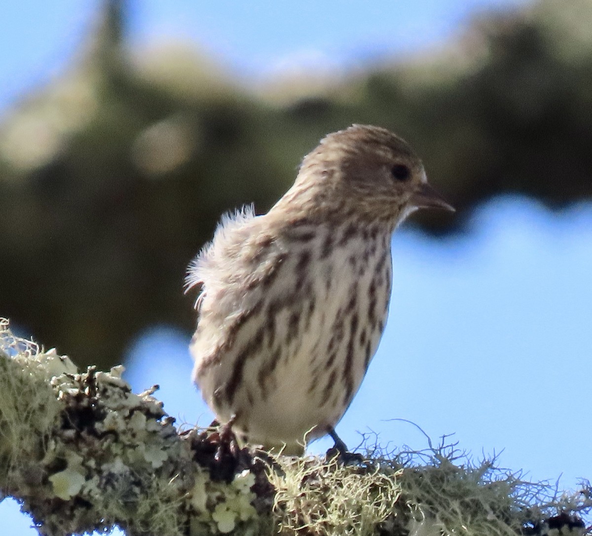 Pine Siskin - ML642047381
