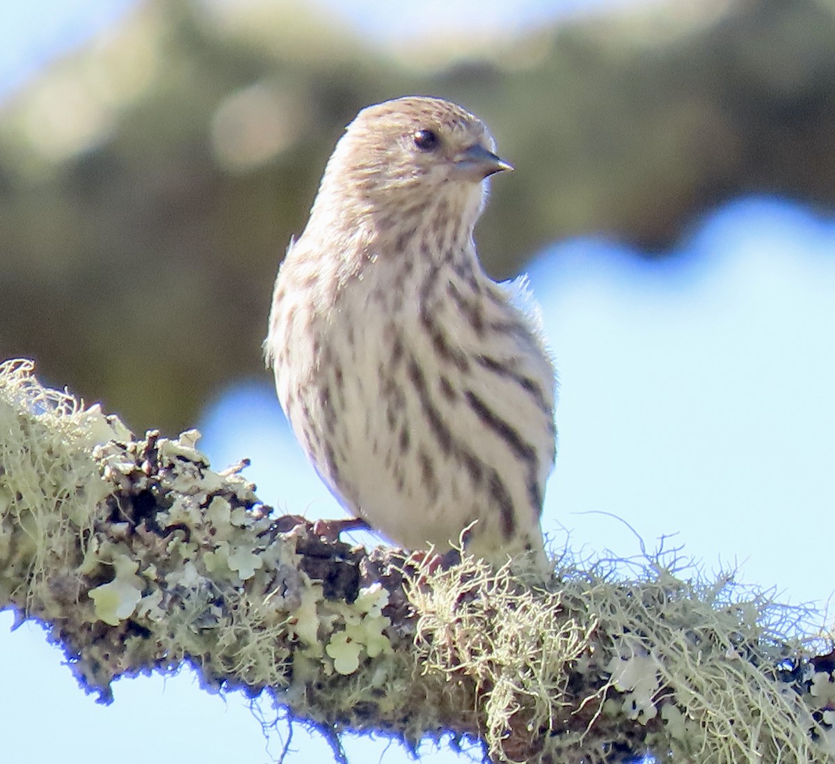 Pine Siskin - ML642047382