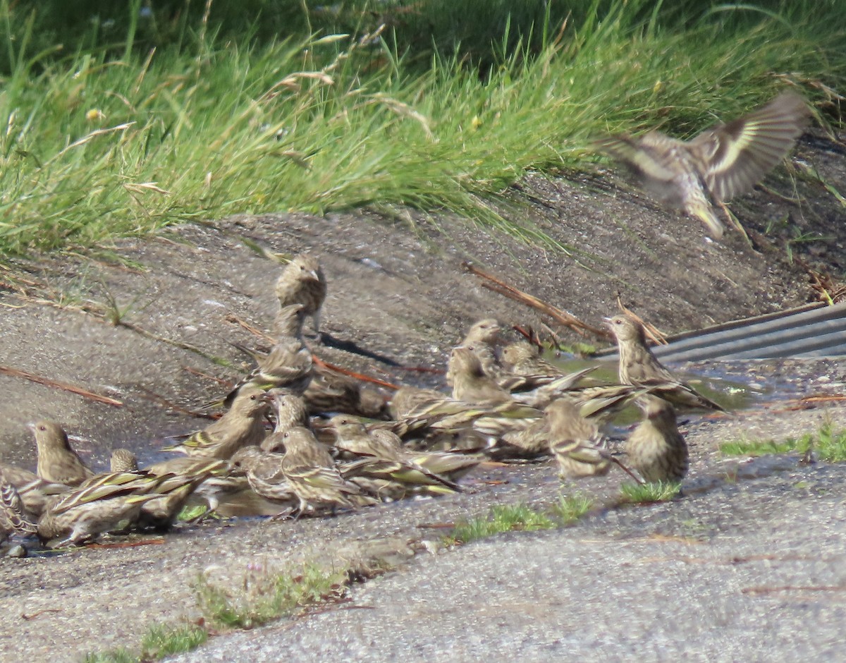 Pine Siskin - ML642047383