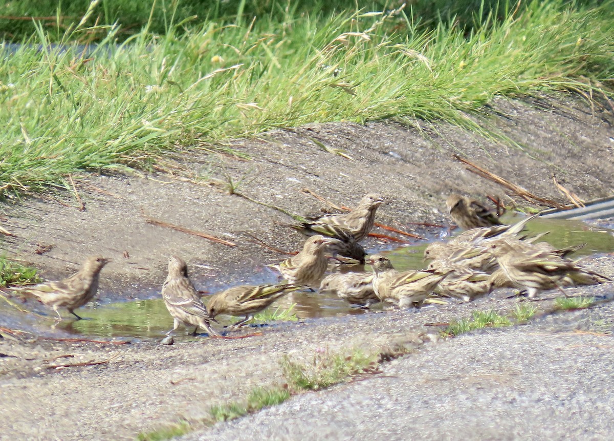Pine Siskin - ML642047385