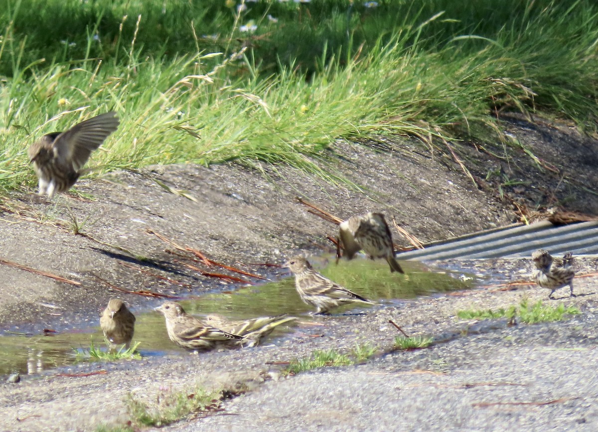 Pine Siskin - ML642047386