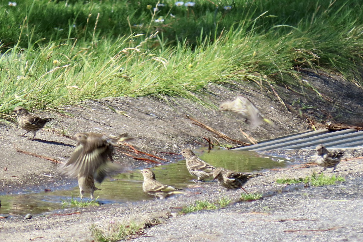 Pine Siskin - ML642047387