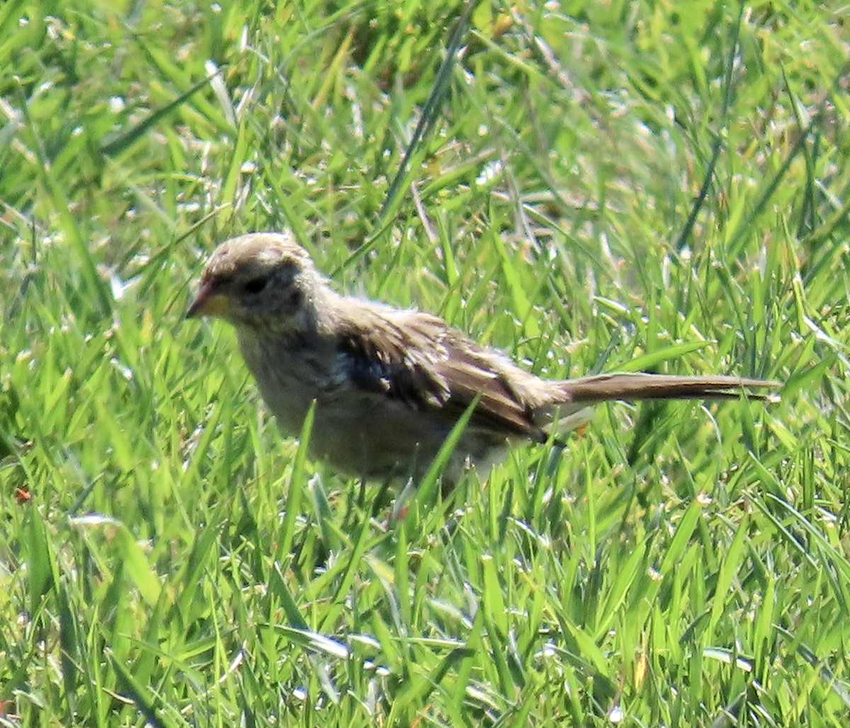 White-crowned Sparrow - ML642047388