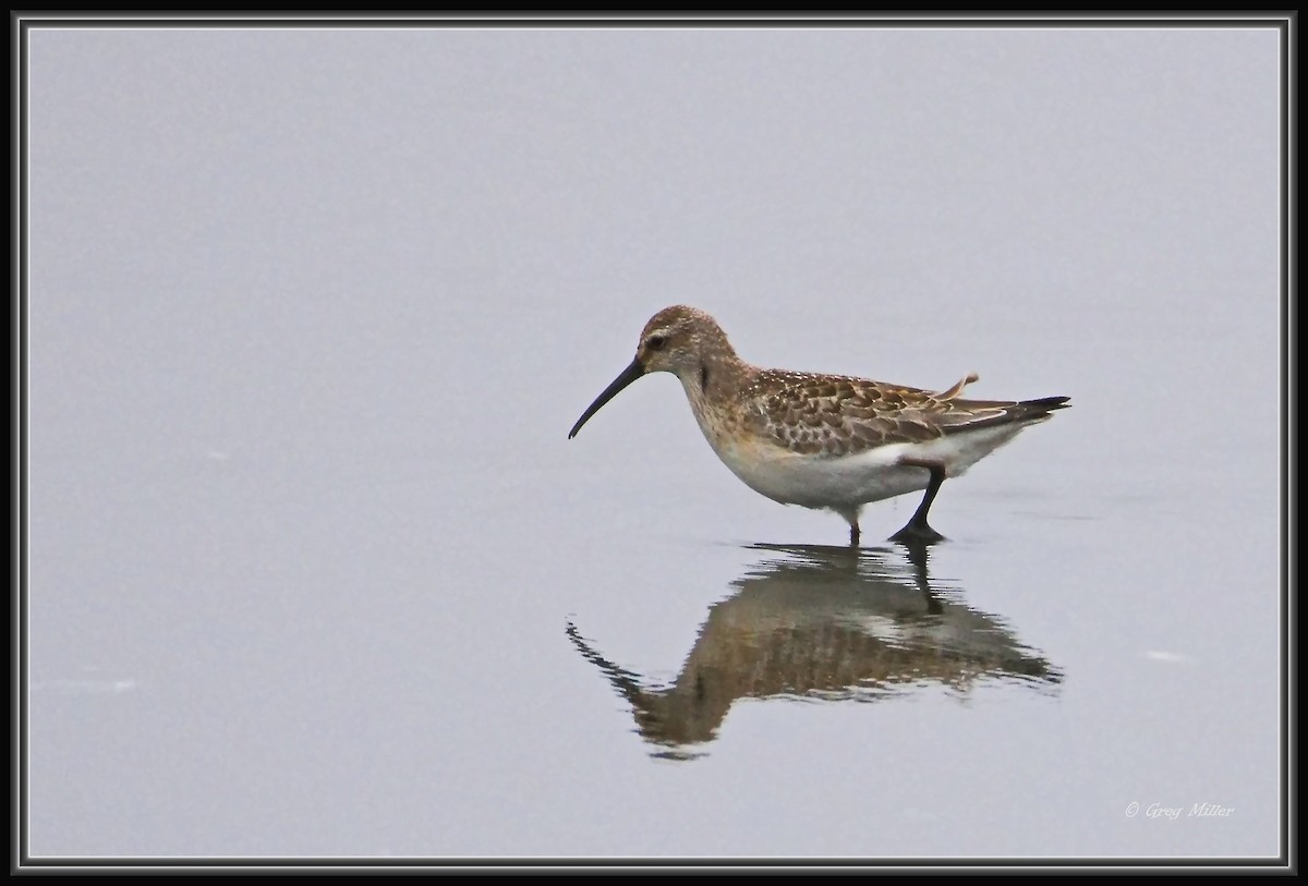 jespák křivozobý - ML642047394