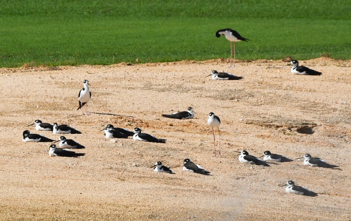 Black-necked Stilt - ML642047395