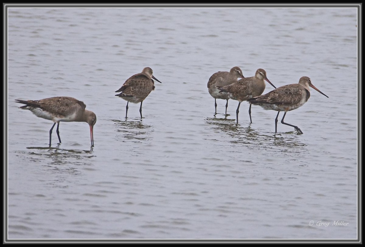 břehouš aljašský - ML642047405