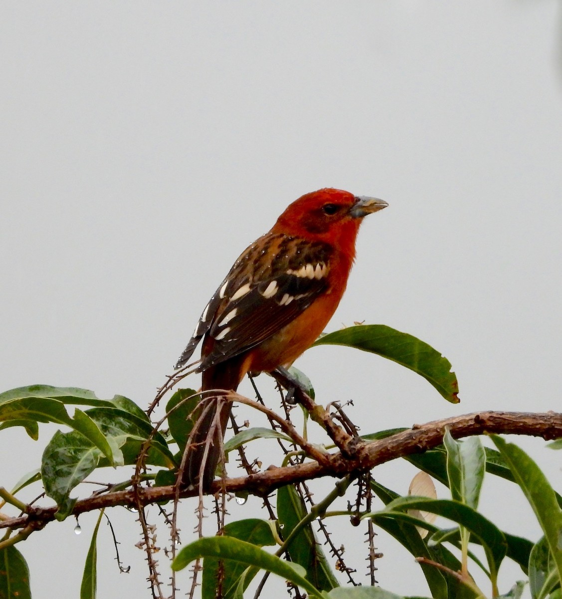 Alevli Piranga - ML642047409