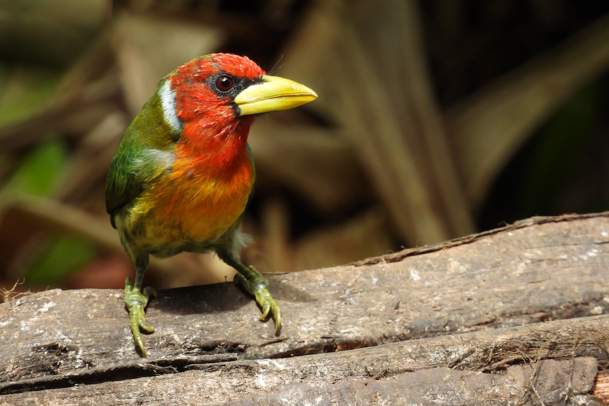 Red-headed Barbet - ML642047412