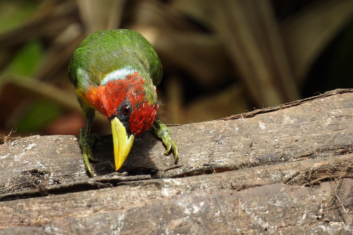 Red-headed Barbet - ML642047413