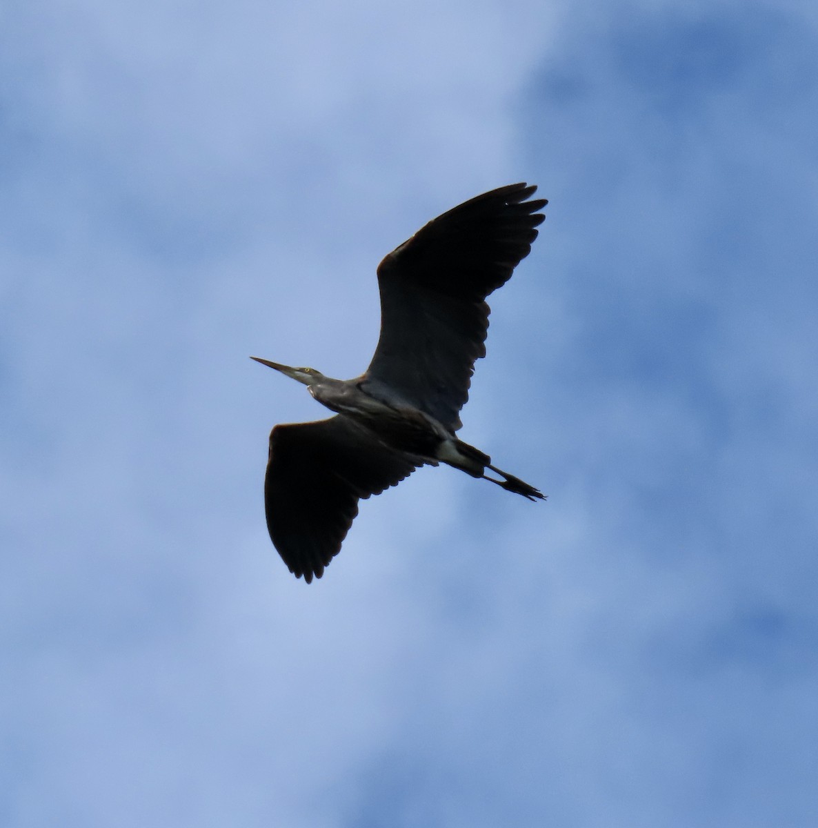 Great Blue Heron - ML642047415