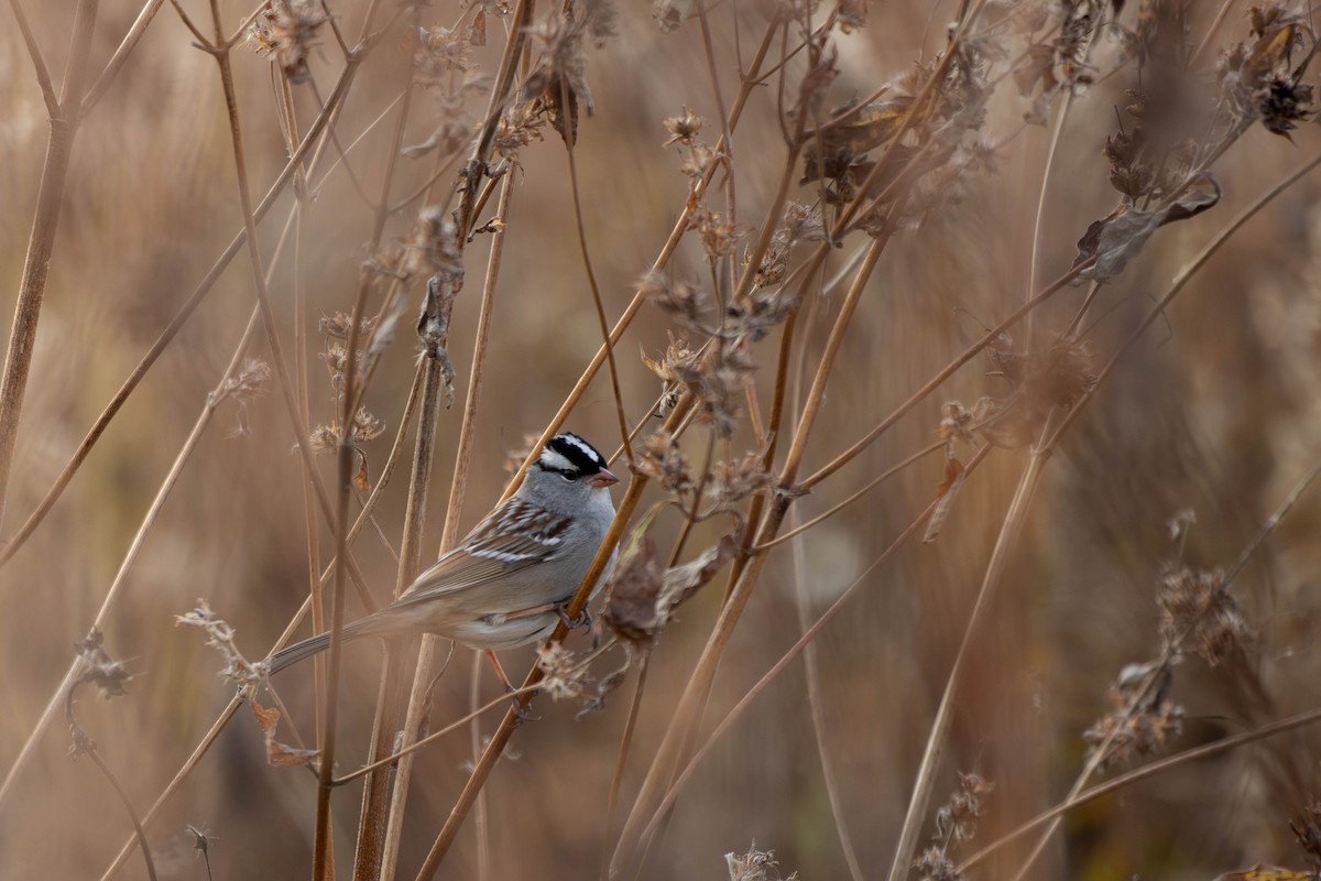 White-crowned Sparrow - ML642047423