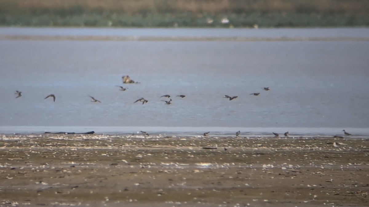 Pectoral Sandpiper - ML642047424