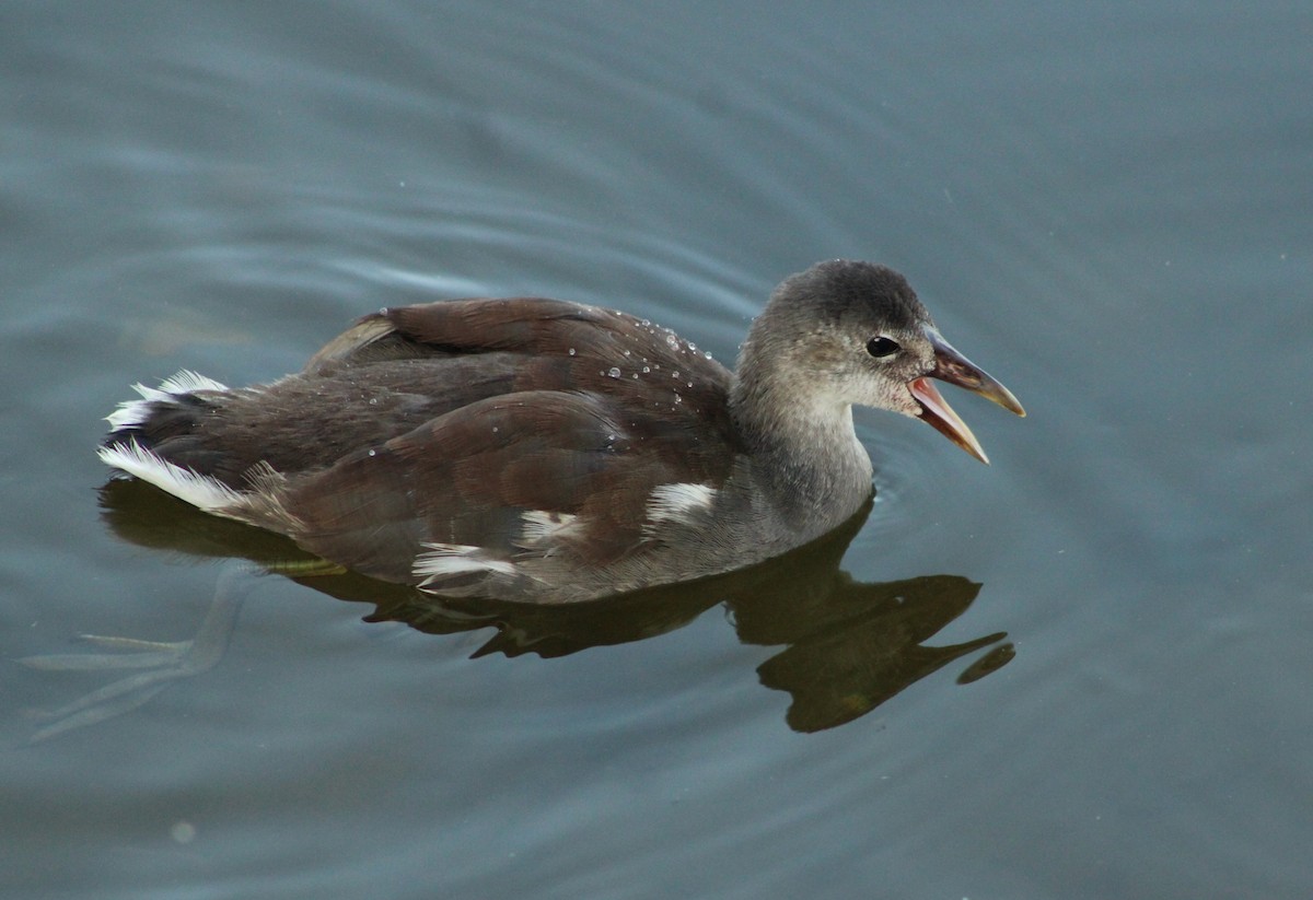 Uroilo amerikarra - ML642047438