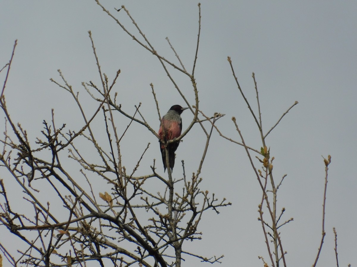 Lewis's Woodpecker - ML642047456