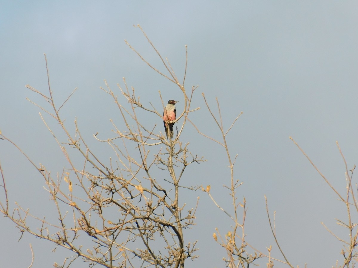 Lewis's Woodpecker - ML642047457