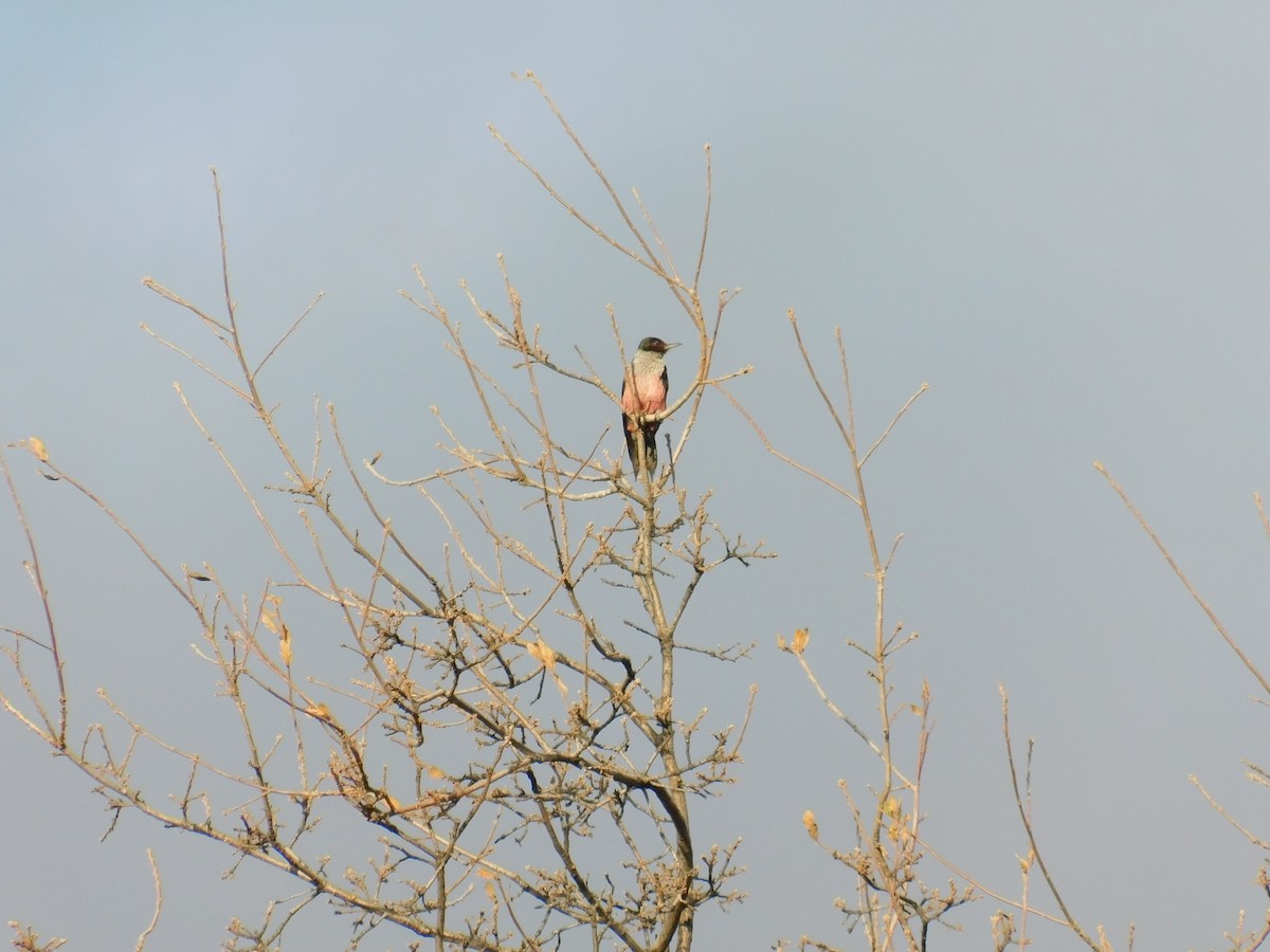 Lewis's Woodpecker - ML642047458