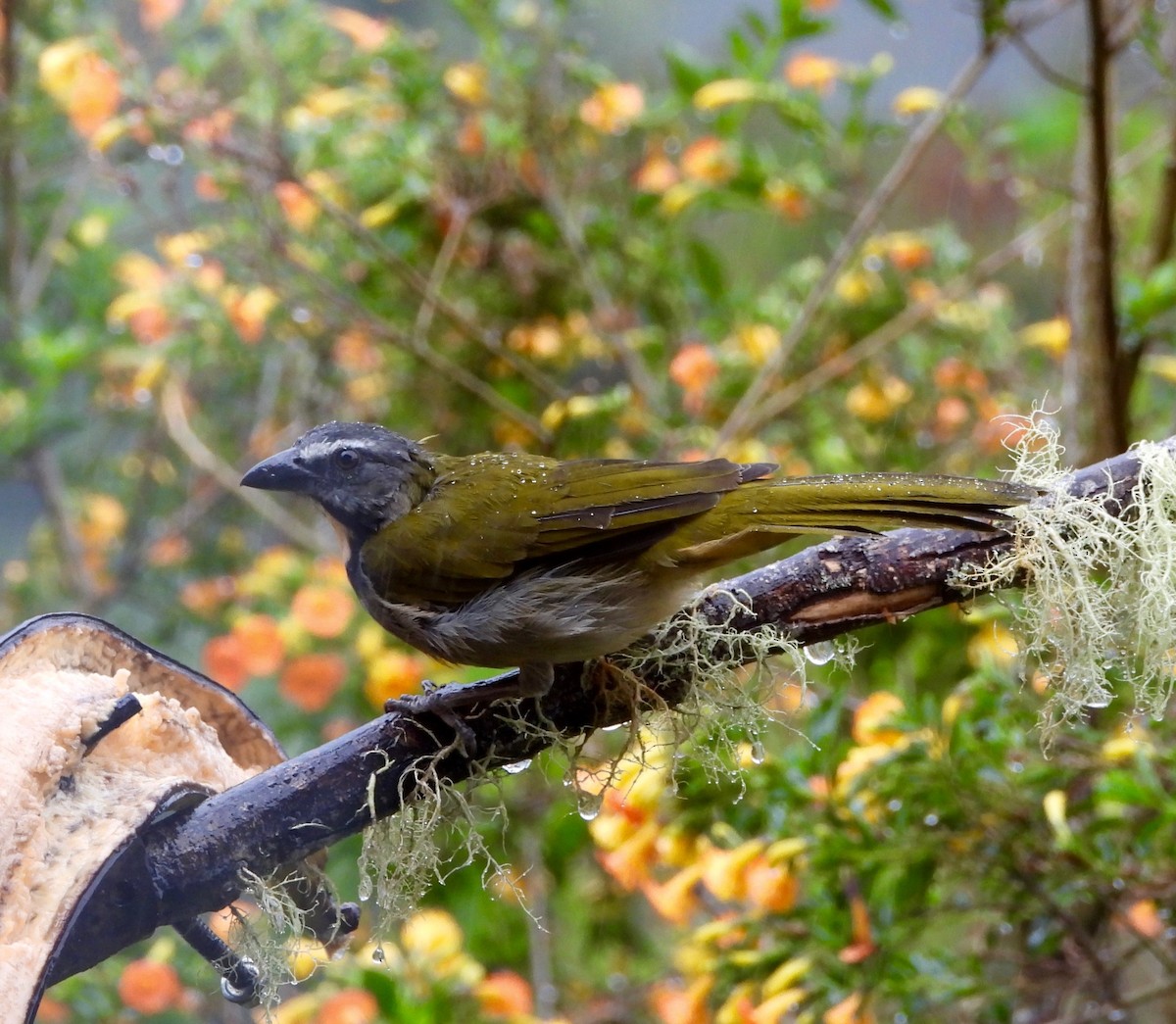 Buff-throated Saltator - ML642047462