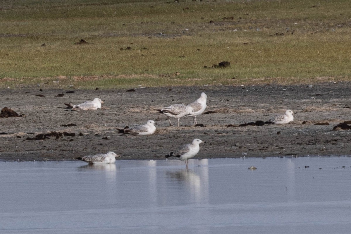 Kaio hauskara mongoliarra - ML642047482