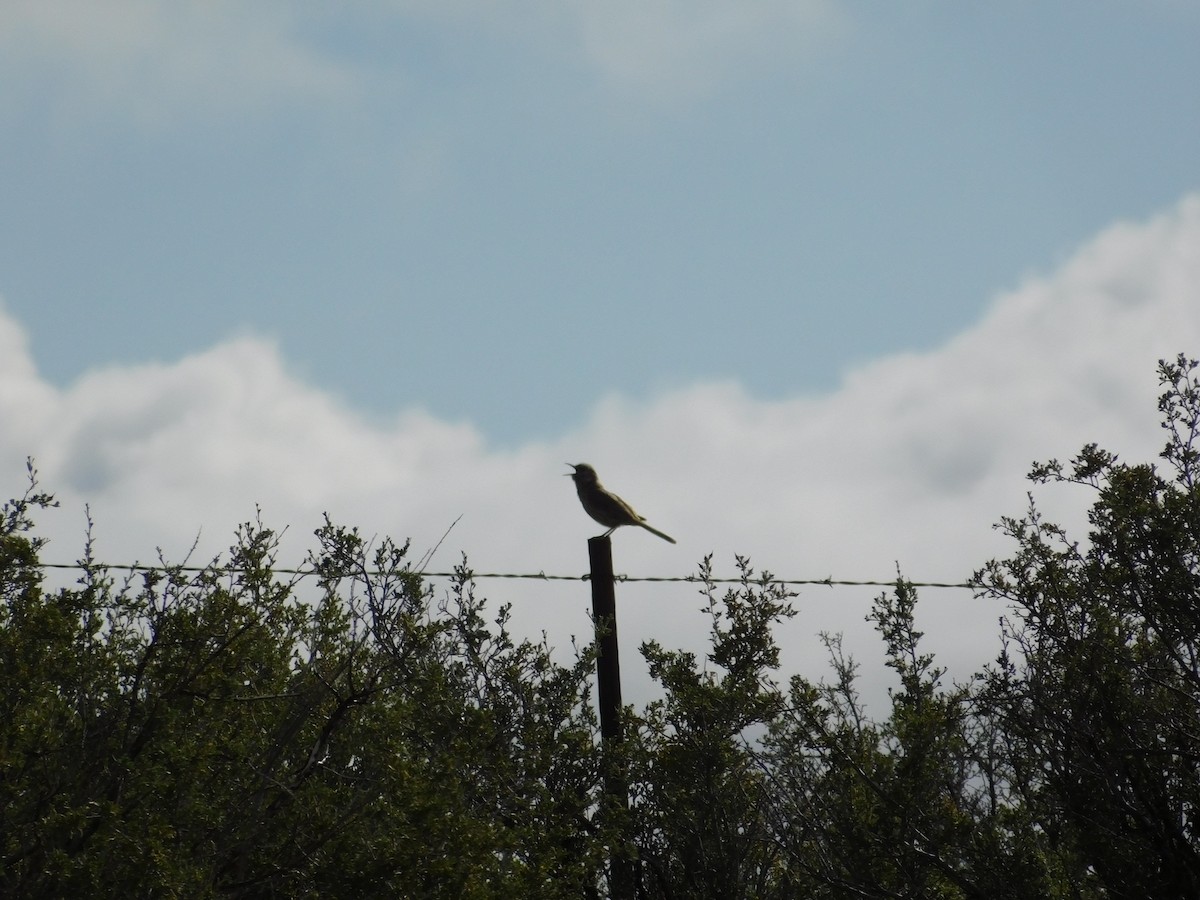 Sage Thrasher - ML642047502