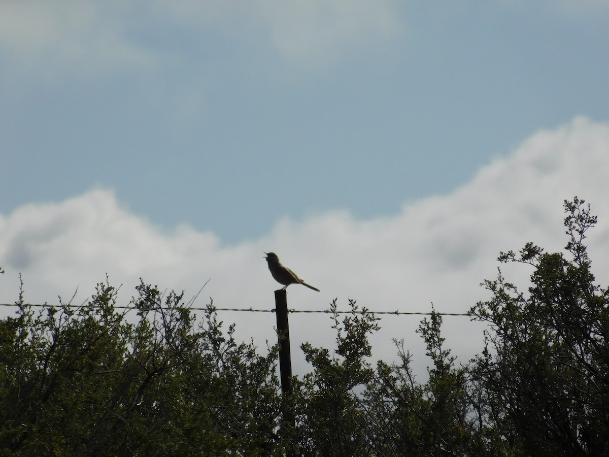 Sage Thrasher - ML642047503